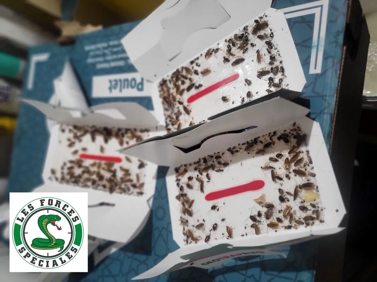 désinsectisation cafards paris 75015